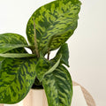 Hamalomena Camouflage