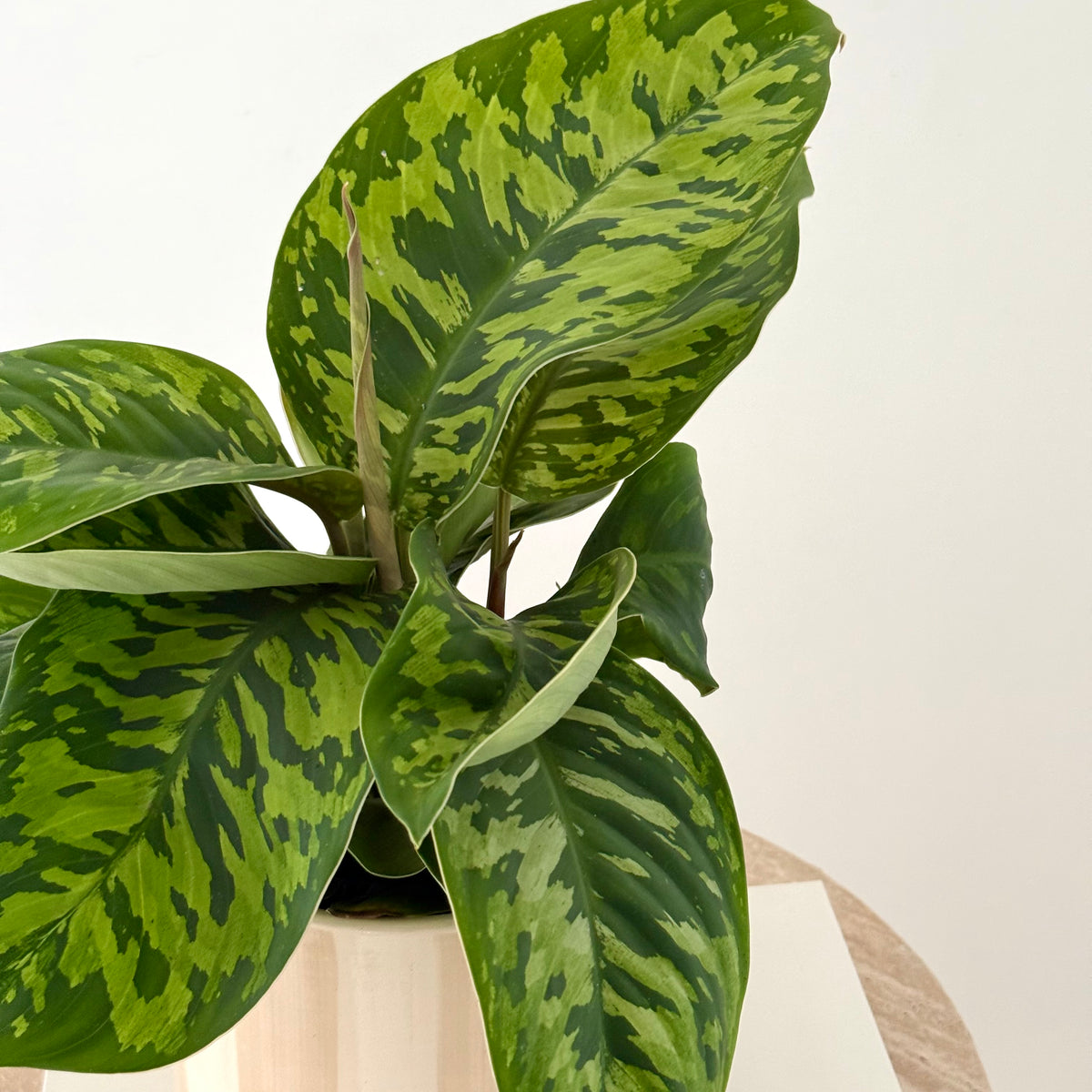 Hamalomena Camouflage