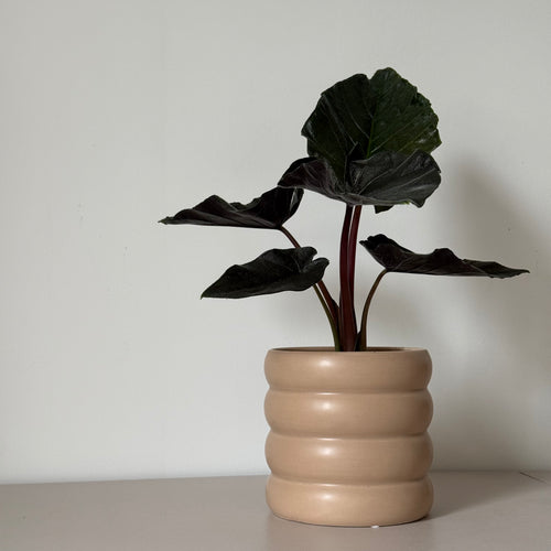 Alocasia Antoro Velvet
