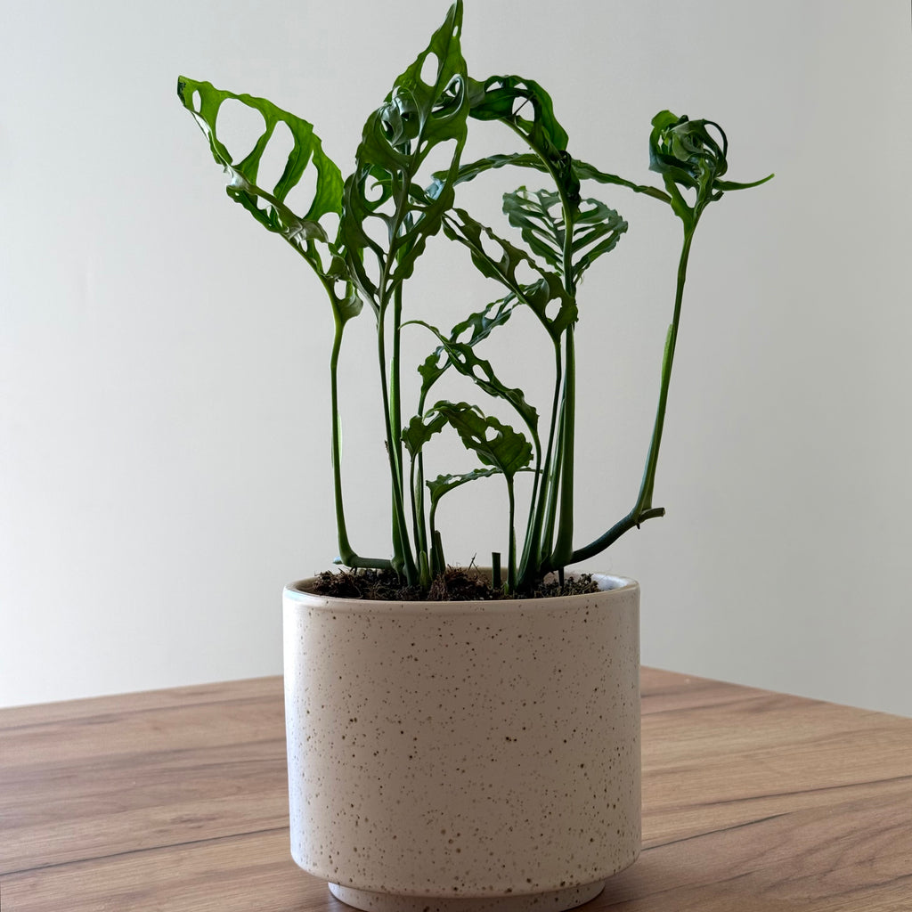 Monstera Obliqua Peru