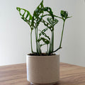 Monstera Obliqua Peru