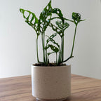 Monstera Obliqua Peru