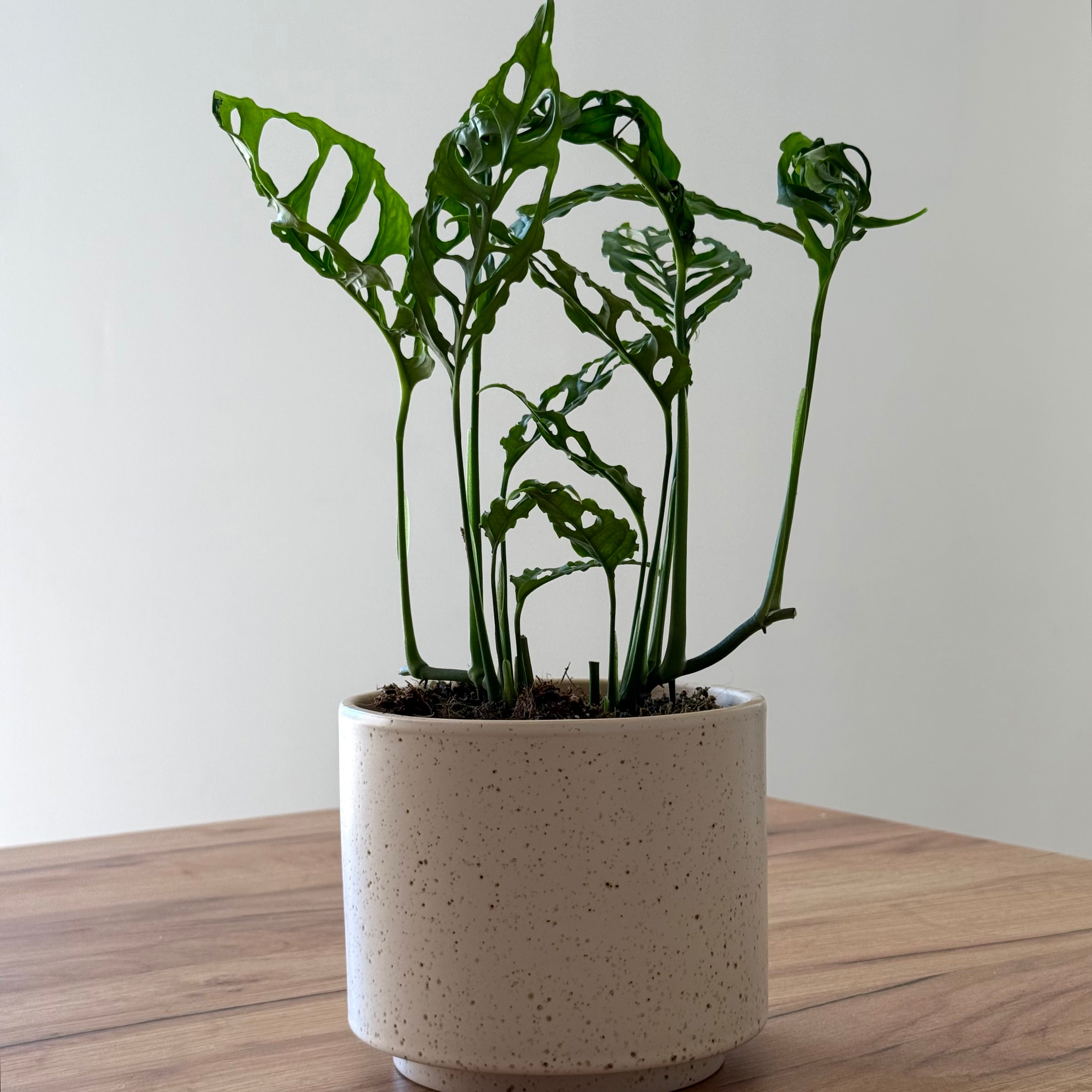 Monstera Obliqua Peru