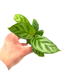 Calathea Freddie
