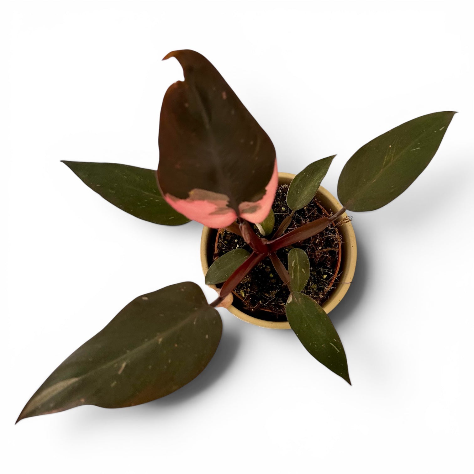 Philodendron Pink Princess