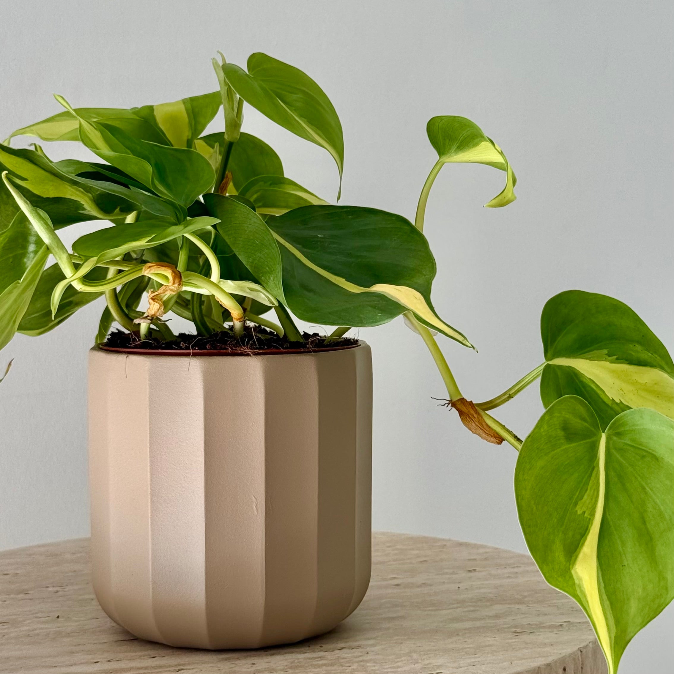 Philodendron Brasil