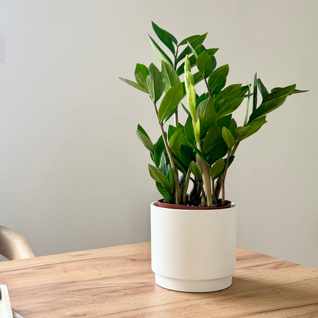 Zamioculcas