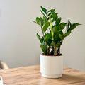 Zamioculcas
