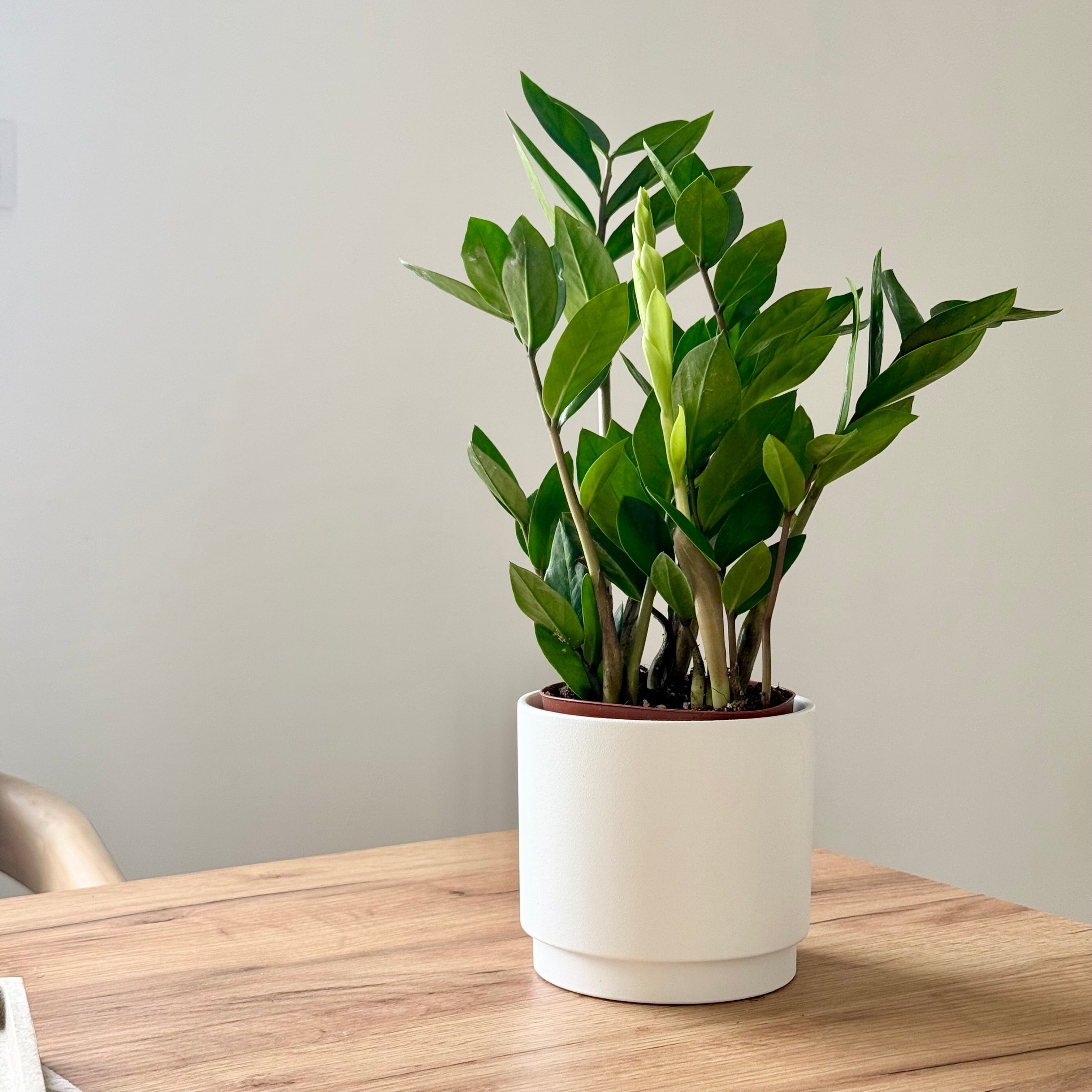 Zamioculcas