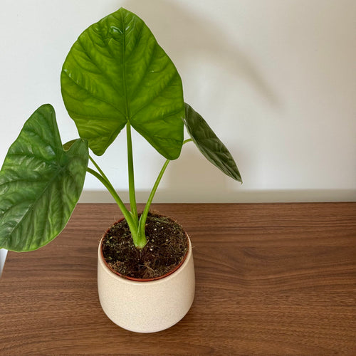 Alocasia Lukiwan