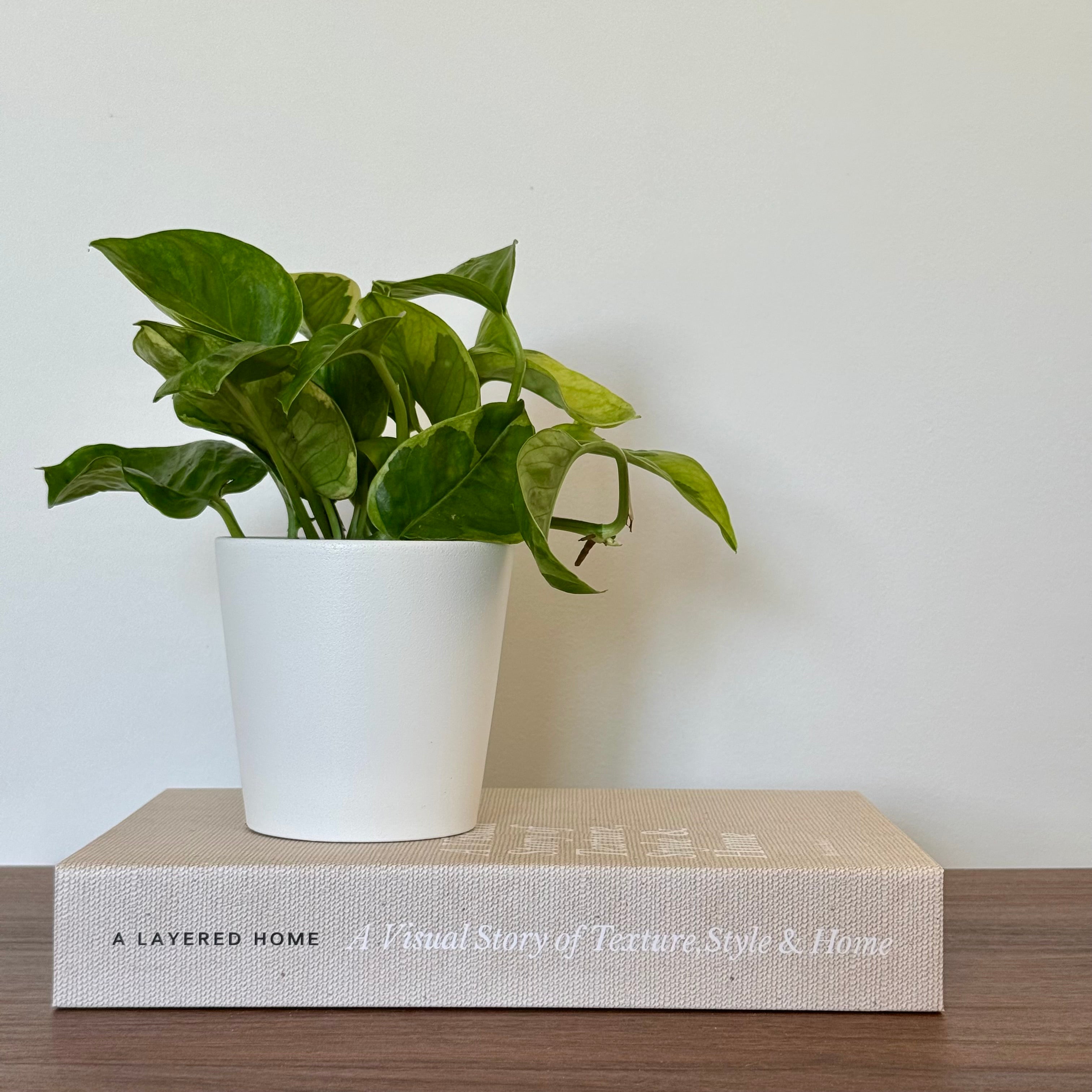 Epipremnum Lemon Joy -  Pothos