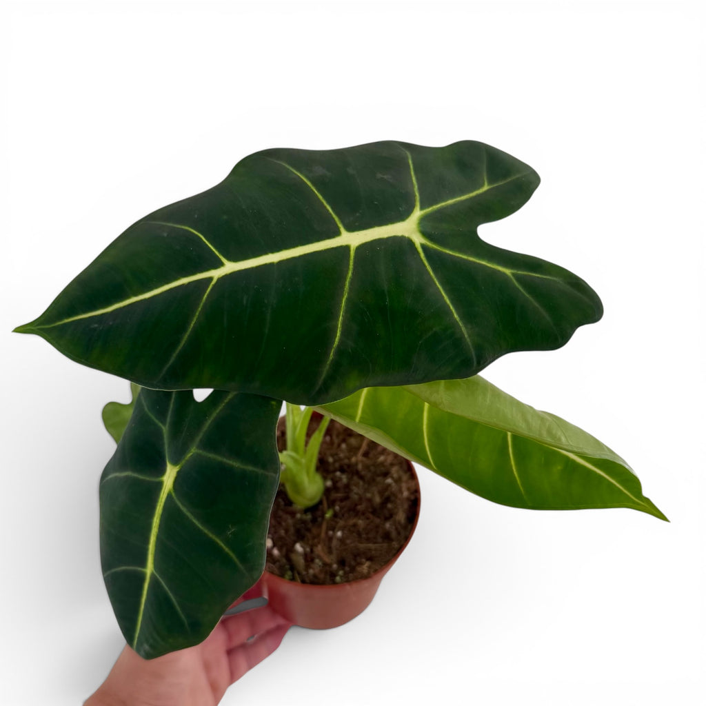 Alocasia Frydek