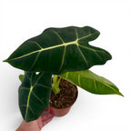 Alocasia Frydek