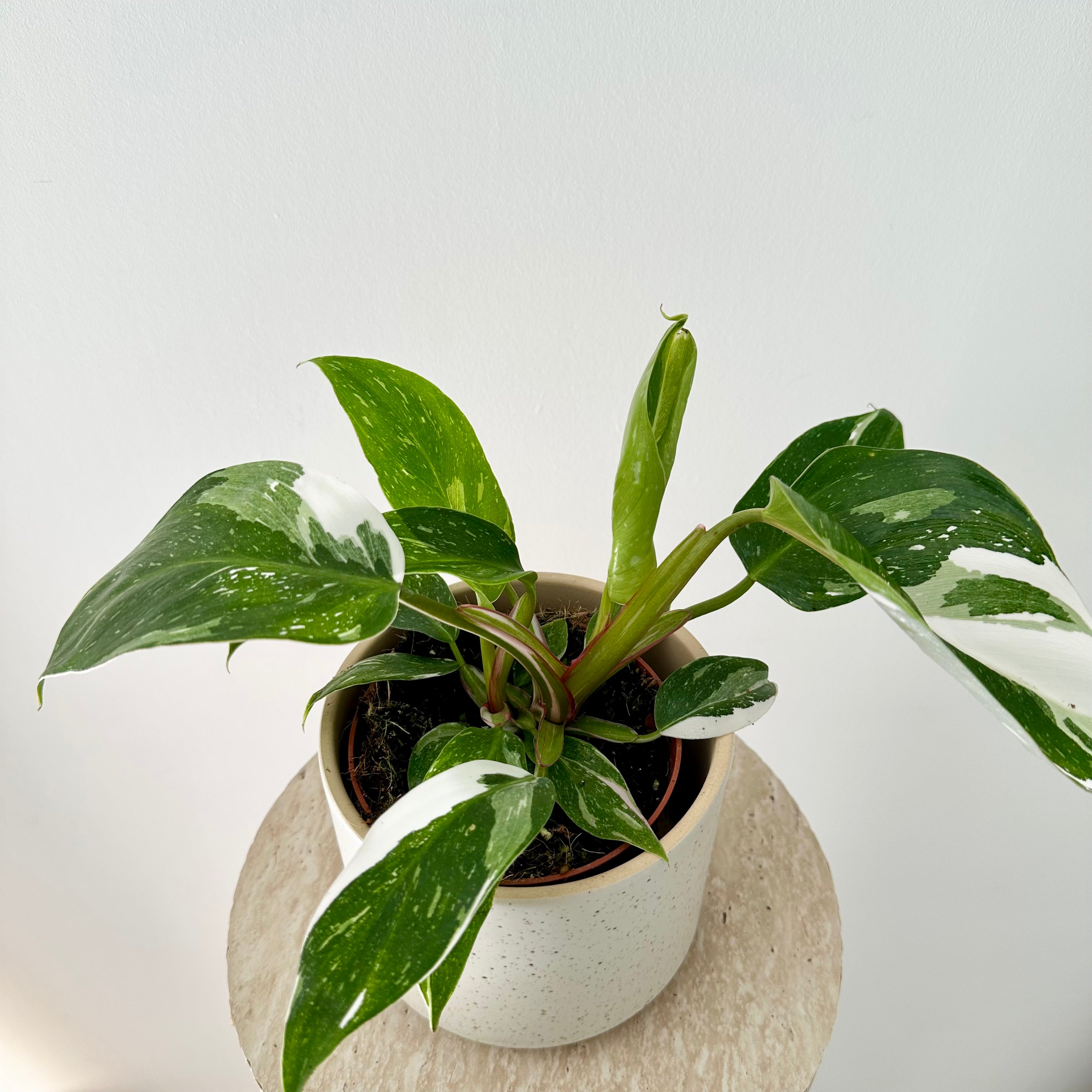 Philodendron White Princess