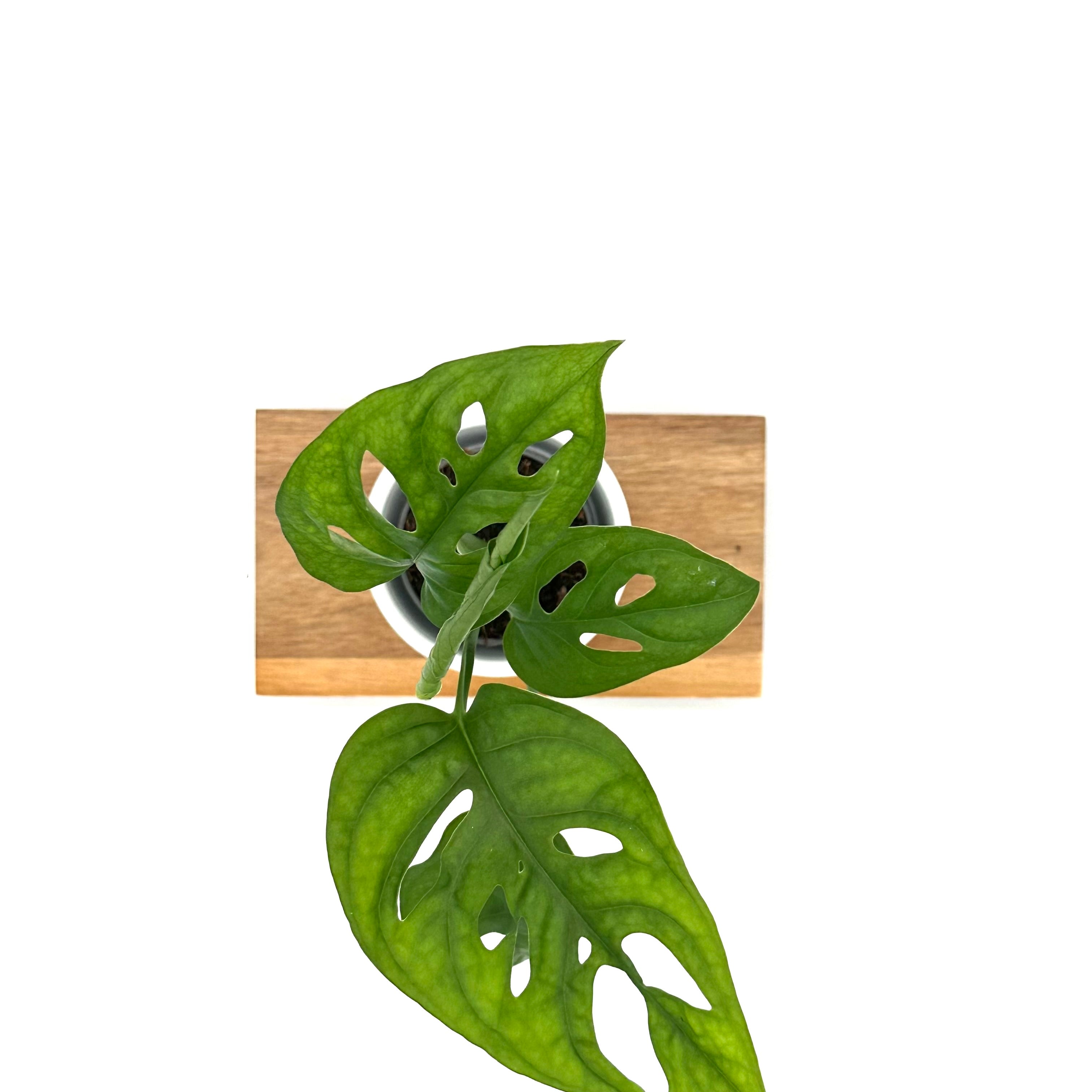 Monstera Adansonii
