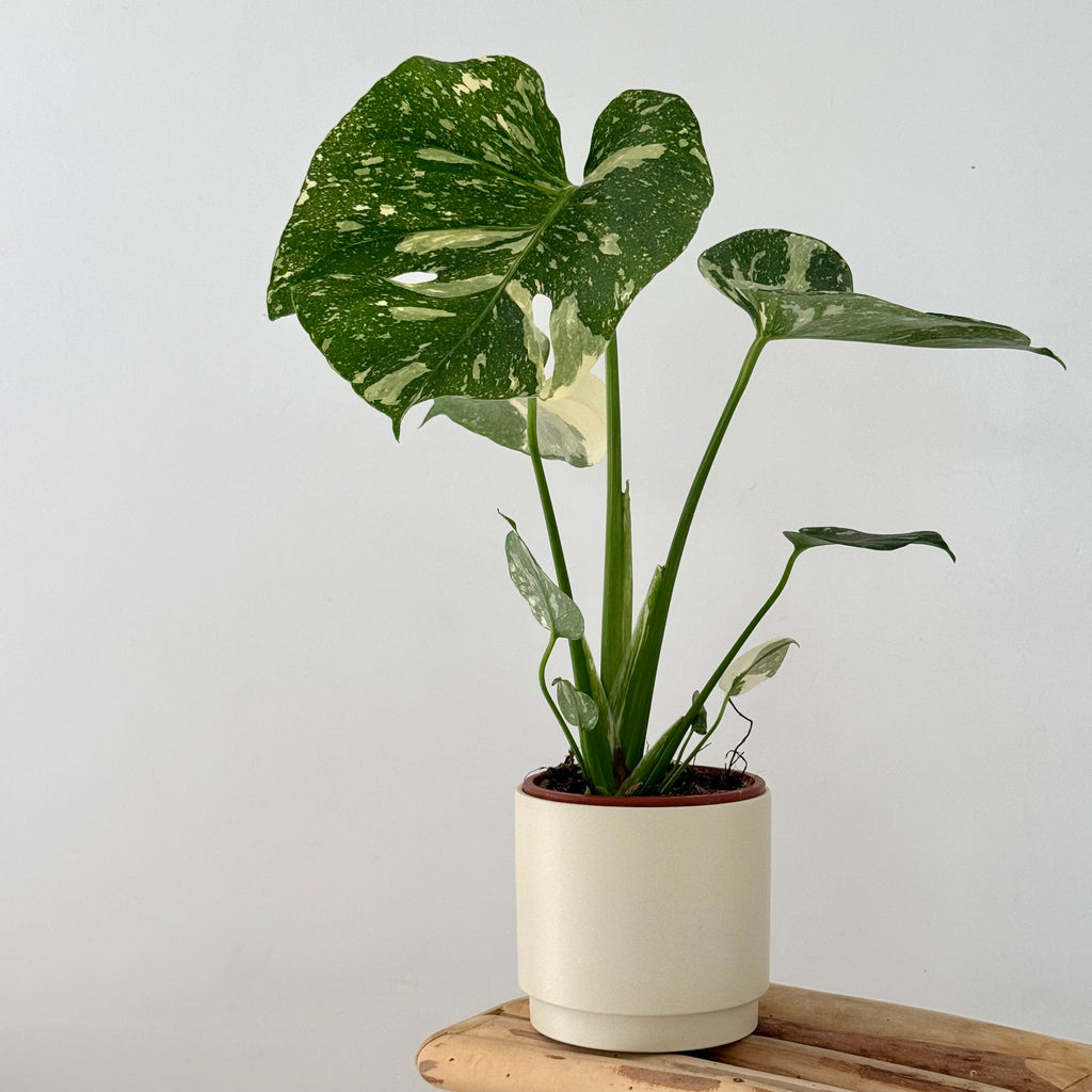 Monstera Thaï Constellation 13cm