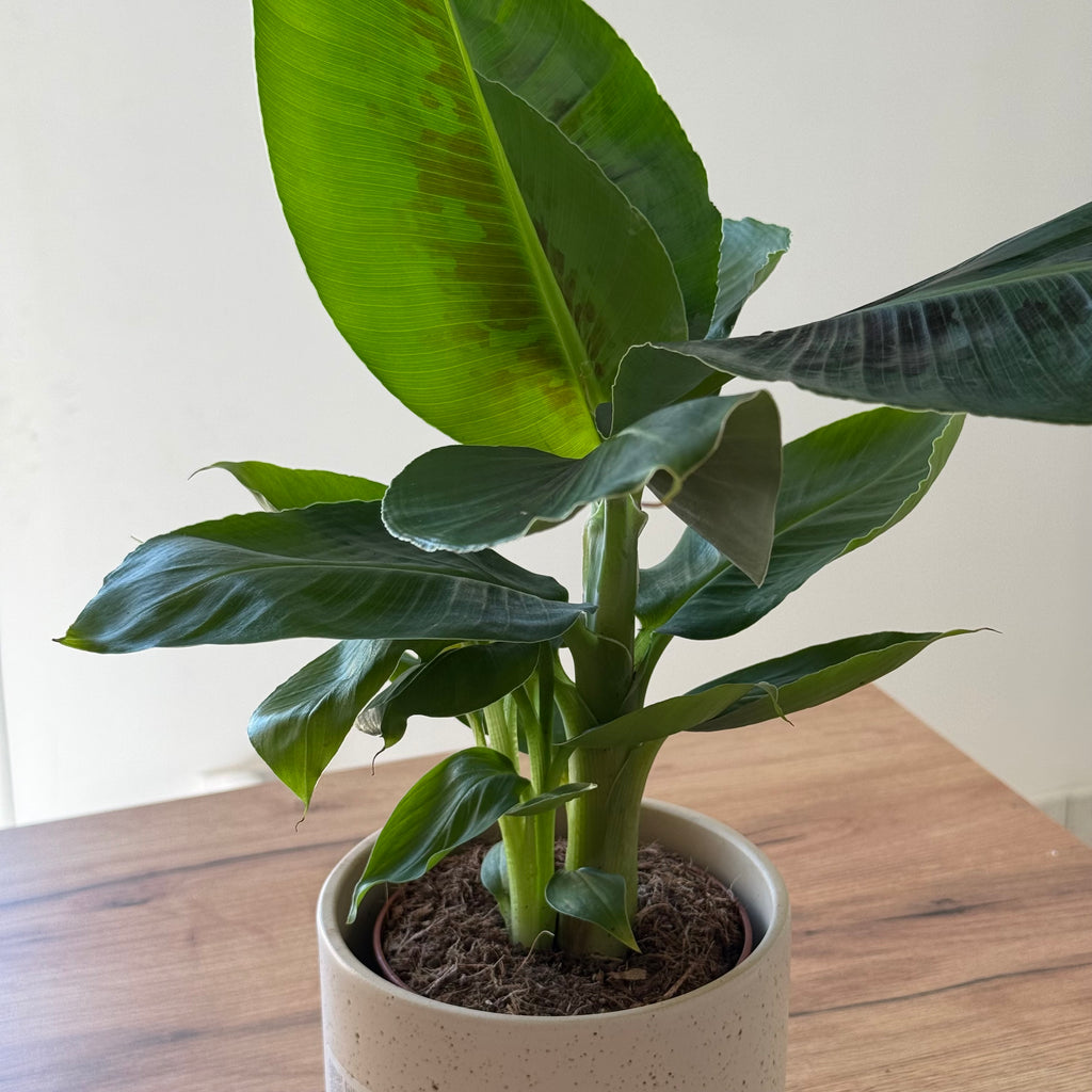 Musa Tropicana (Bananier)