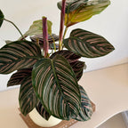 Calathea Ornata