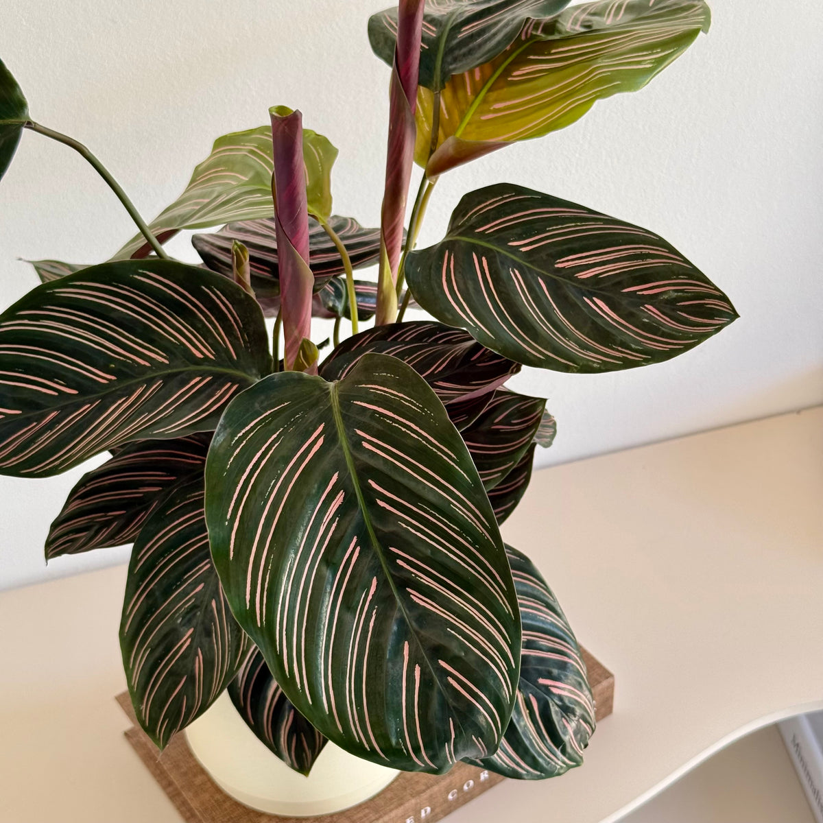 Calathea Ornata