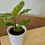 Calathea Freddie