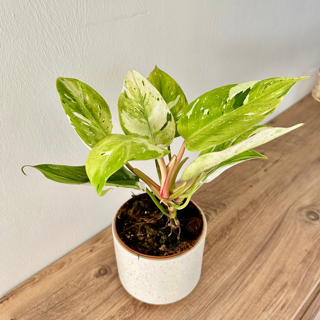 Philodendron White Princess Aurea