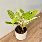 Philodendron White Princess Aurea