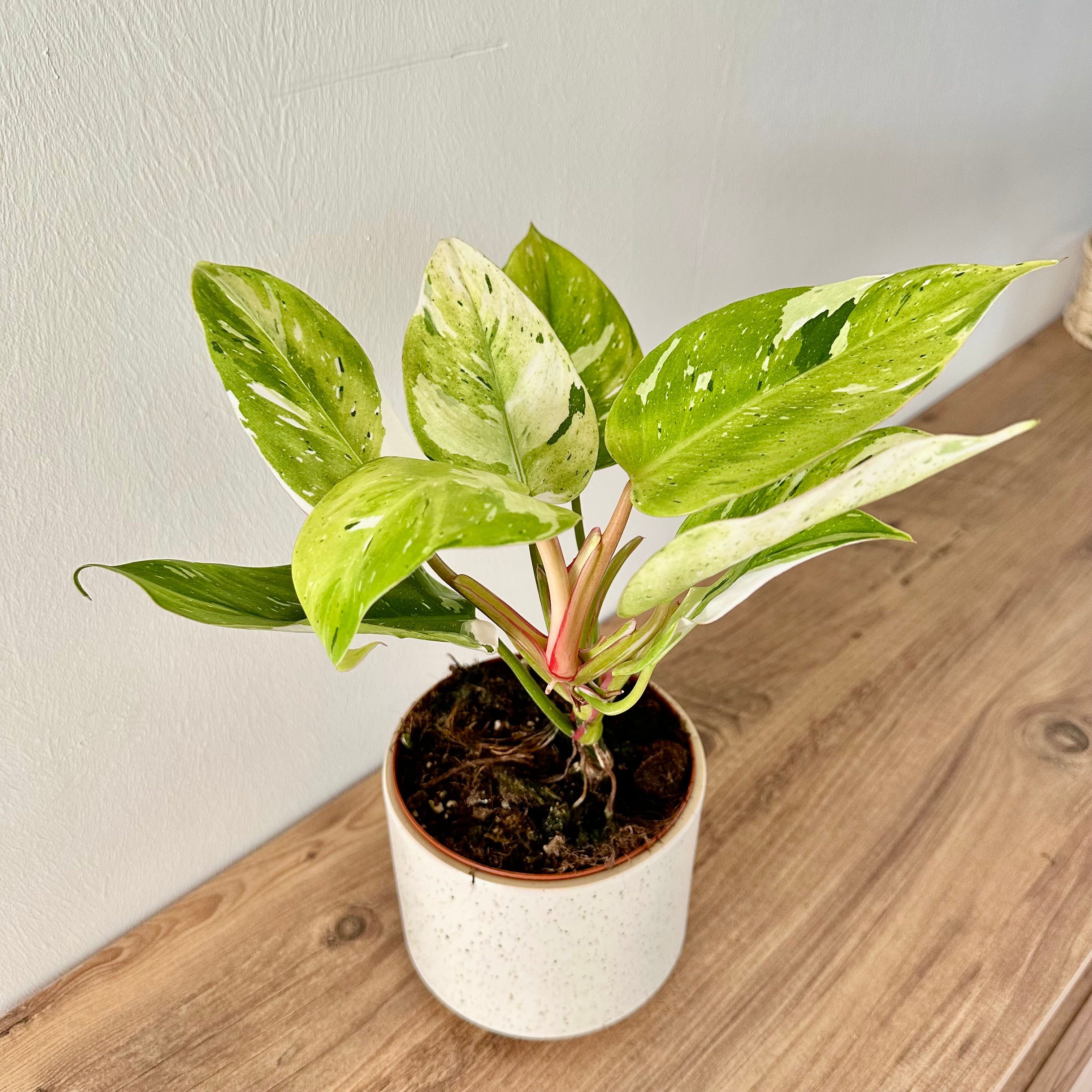 Philodendron White Princess Aurea