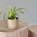 Chlorophytum Comusum