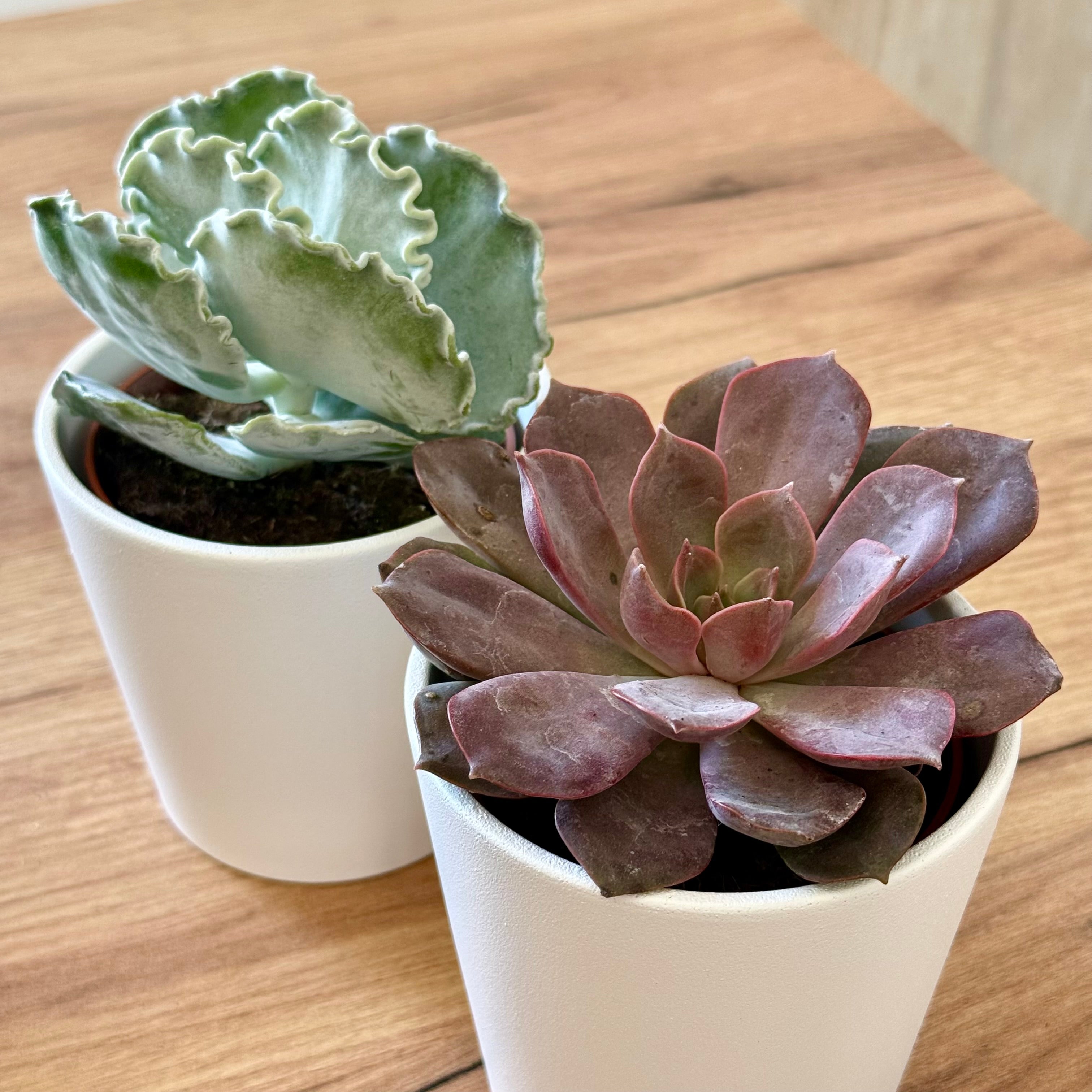 Duo Succulentes Surprise