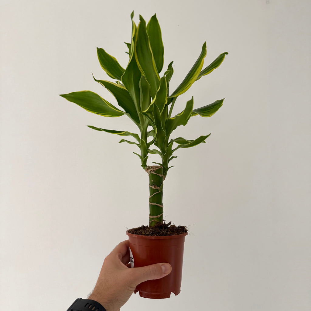 Dracaena Golden Coast