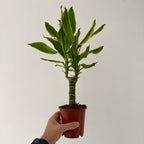 Dracaena Golden Coast