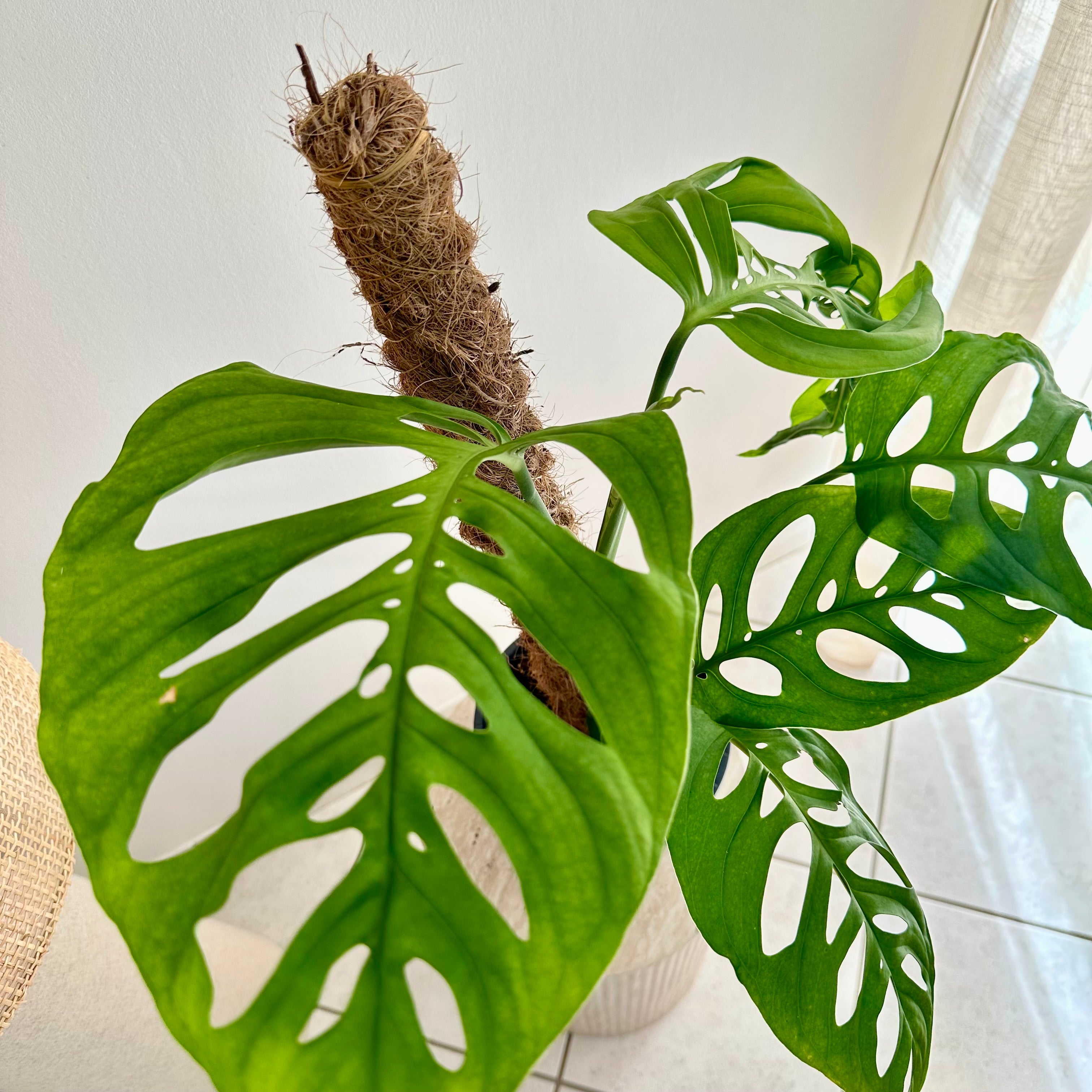 Monstera Esqueleto