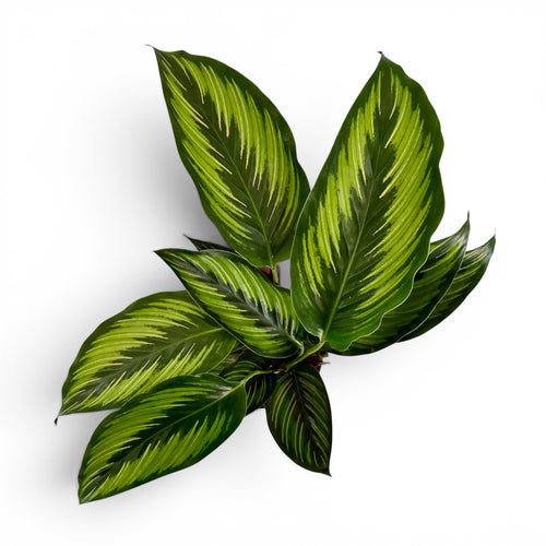 Calathea Beauty Star