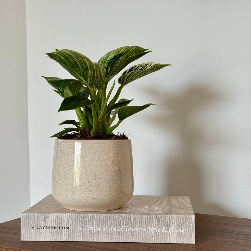 Philodendron White Waves