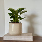 Philodendron White Waves