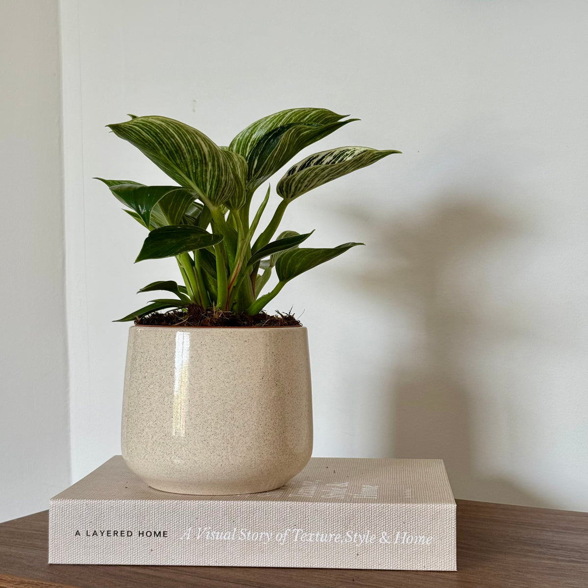 Philodendron White Waves