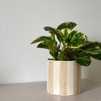 Peperomia Obtusifolia Variegata