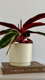 Stromante Triostar (Cache-pot inclu)