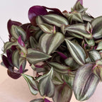 Tradescantia Zebrina