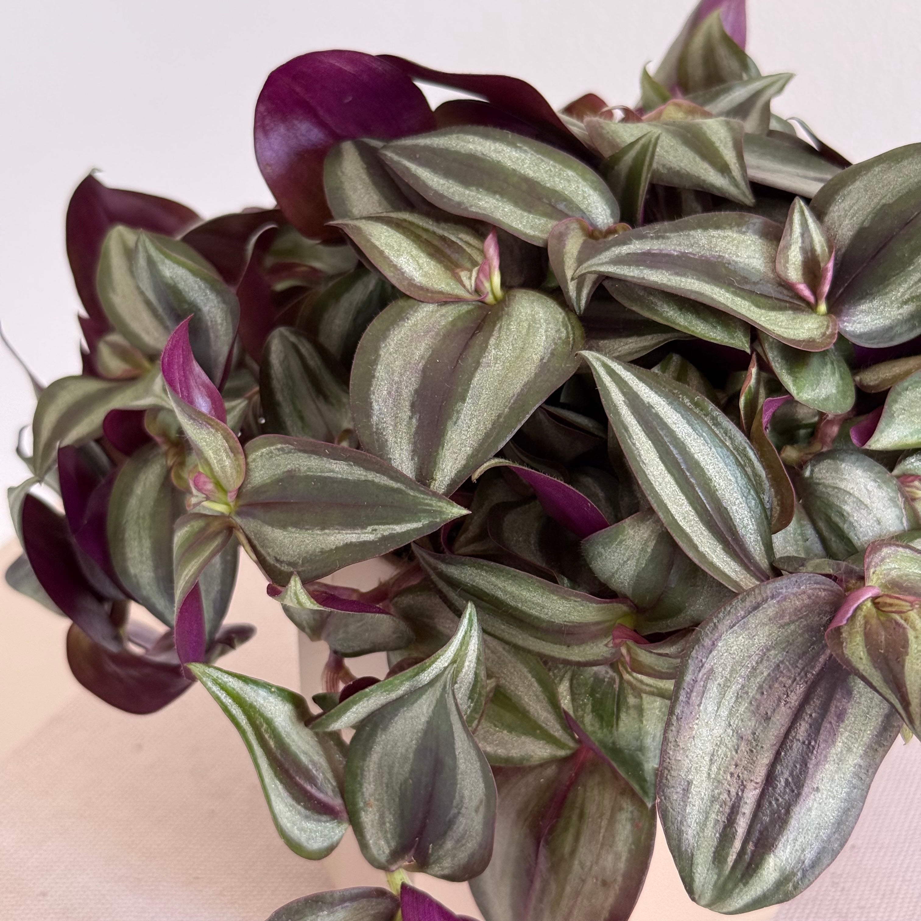 Tradescantia Zebrina