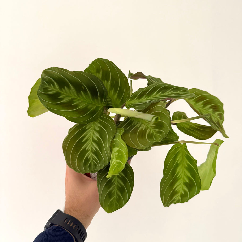 Maranta Cat Moustache