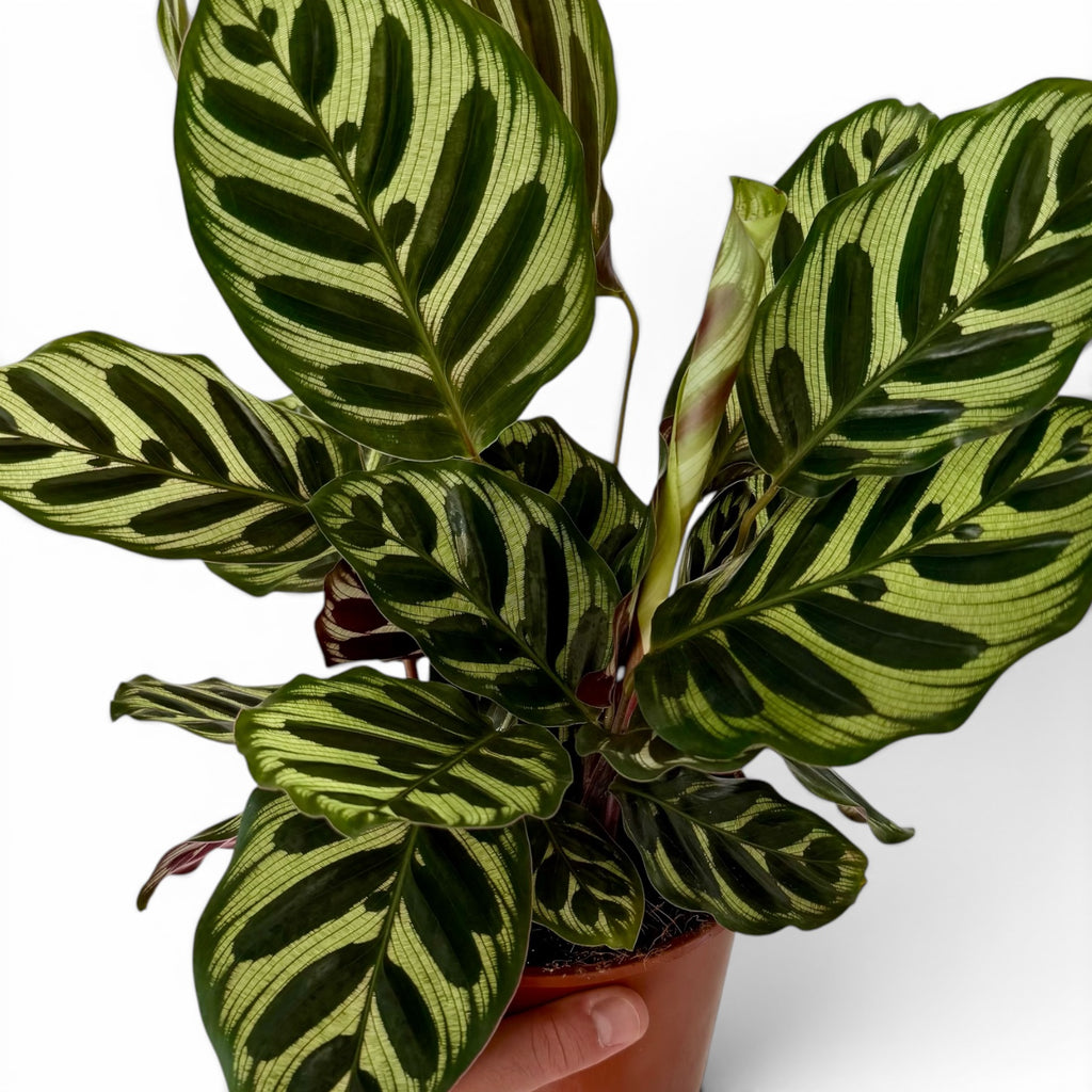 Calathea Makoyana 14cm