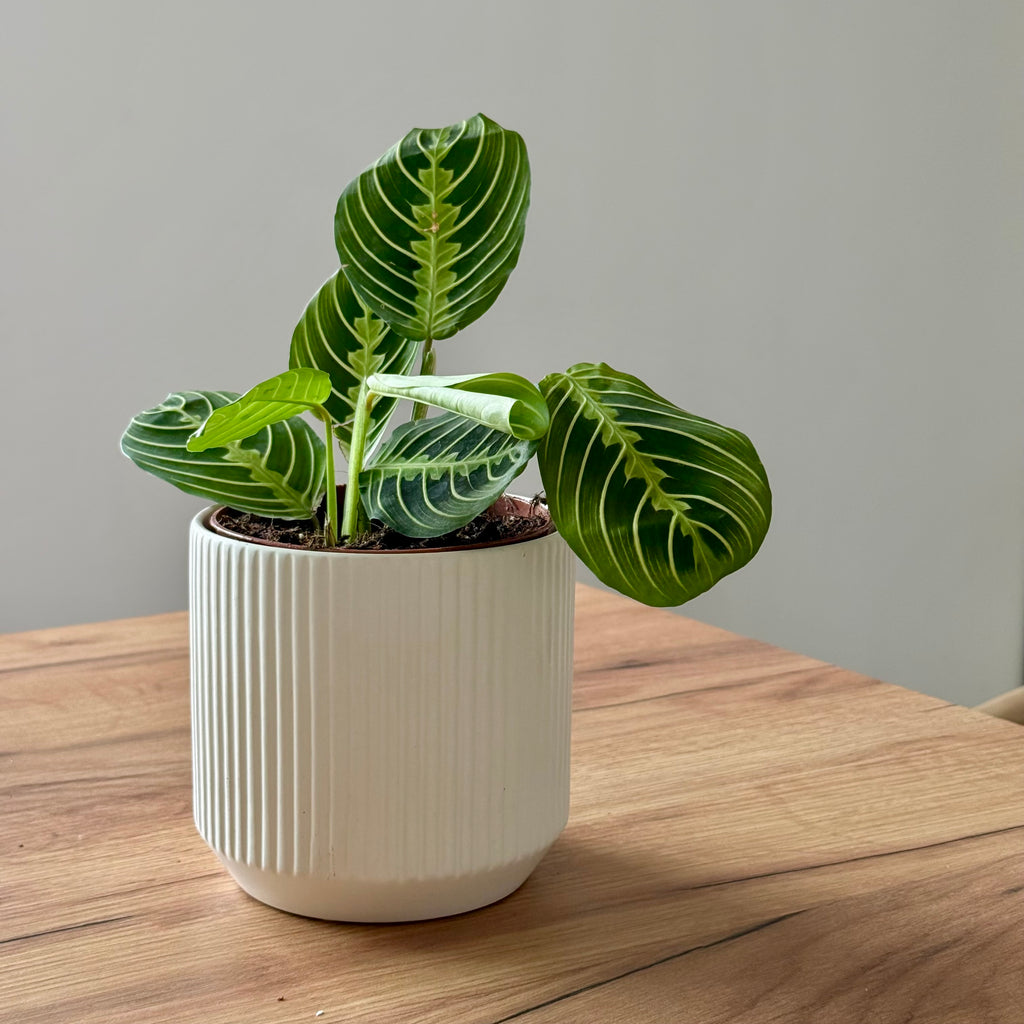 Maranta Lemon Lime