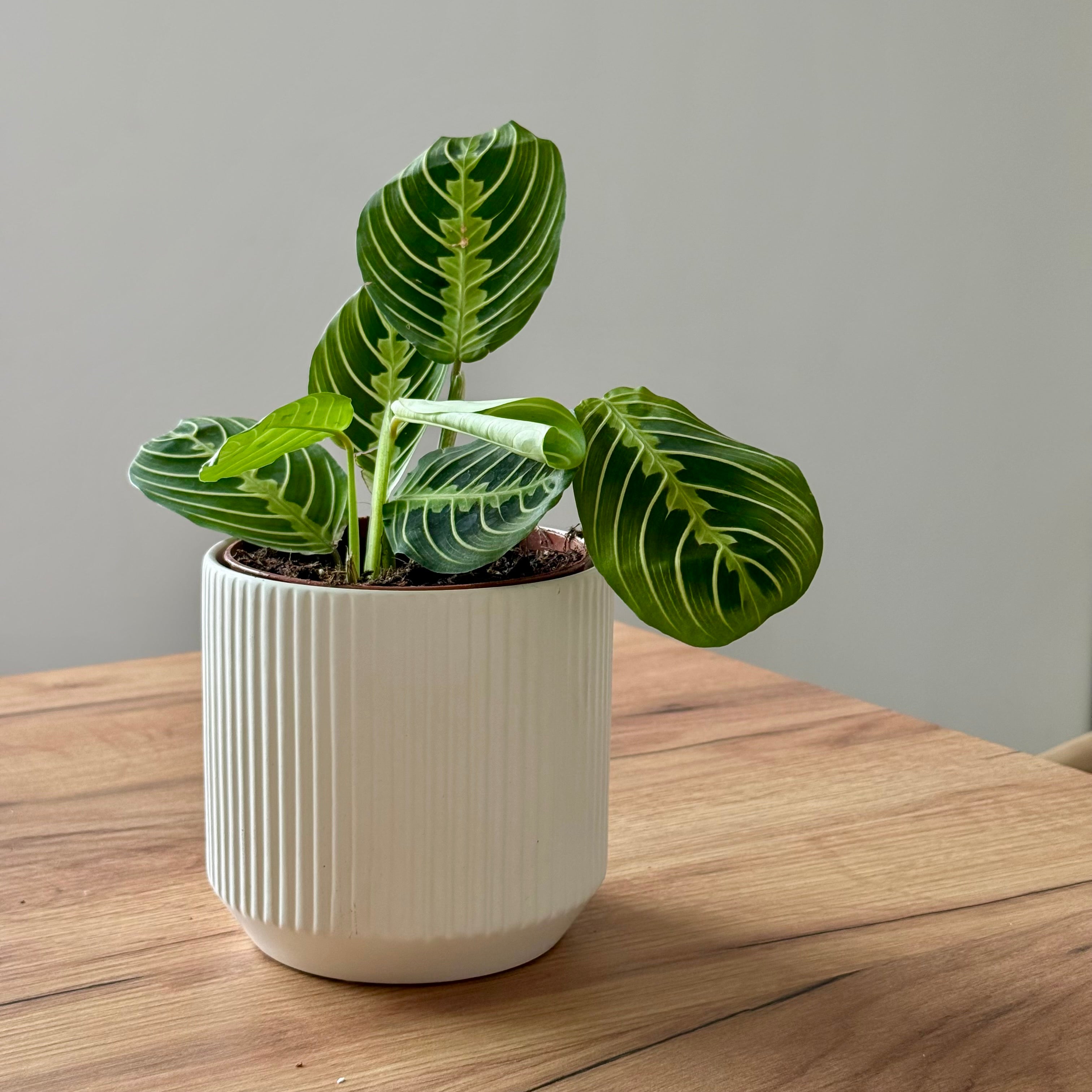 Maranta Lemon Lime
