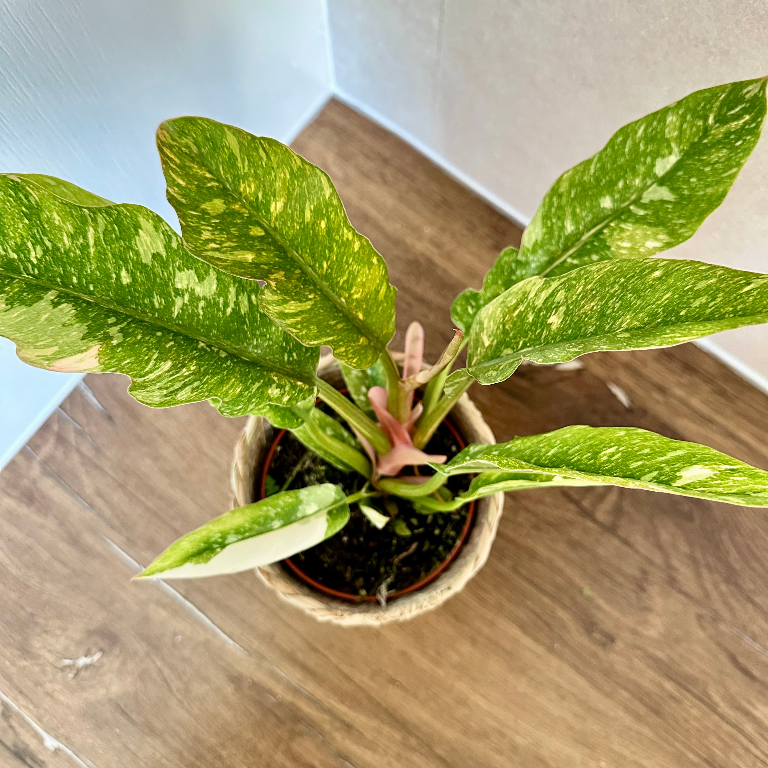 Philodendron Ring Of Fire
