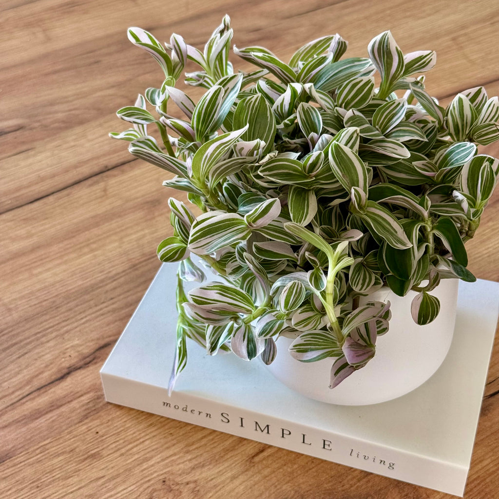Tradescantia Unicorn