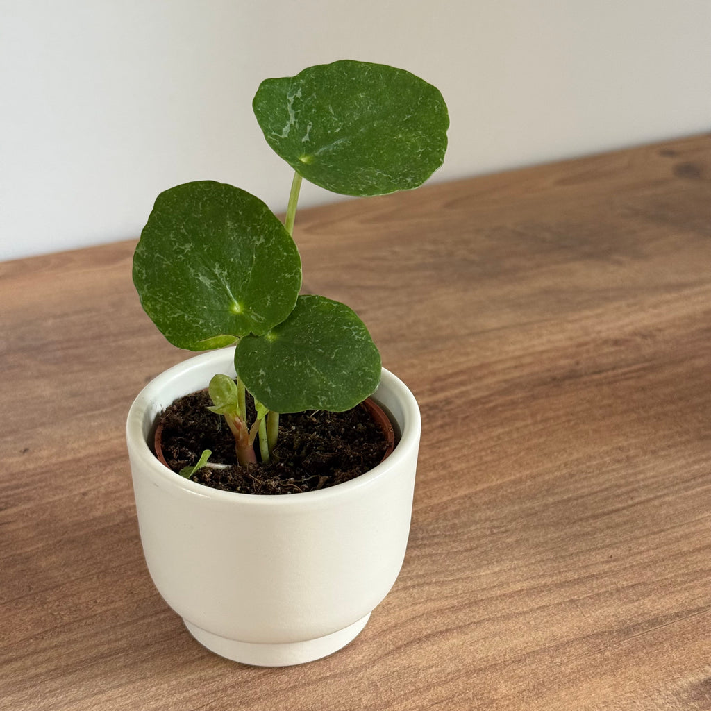 Pilea Sugar