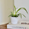 Chlorophytum Corosum