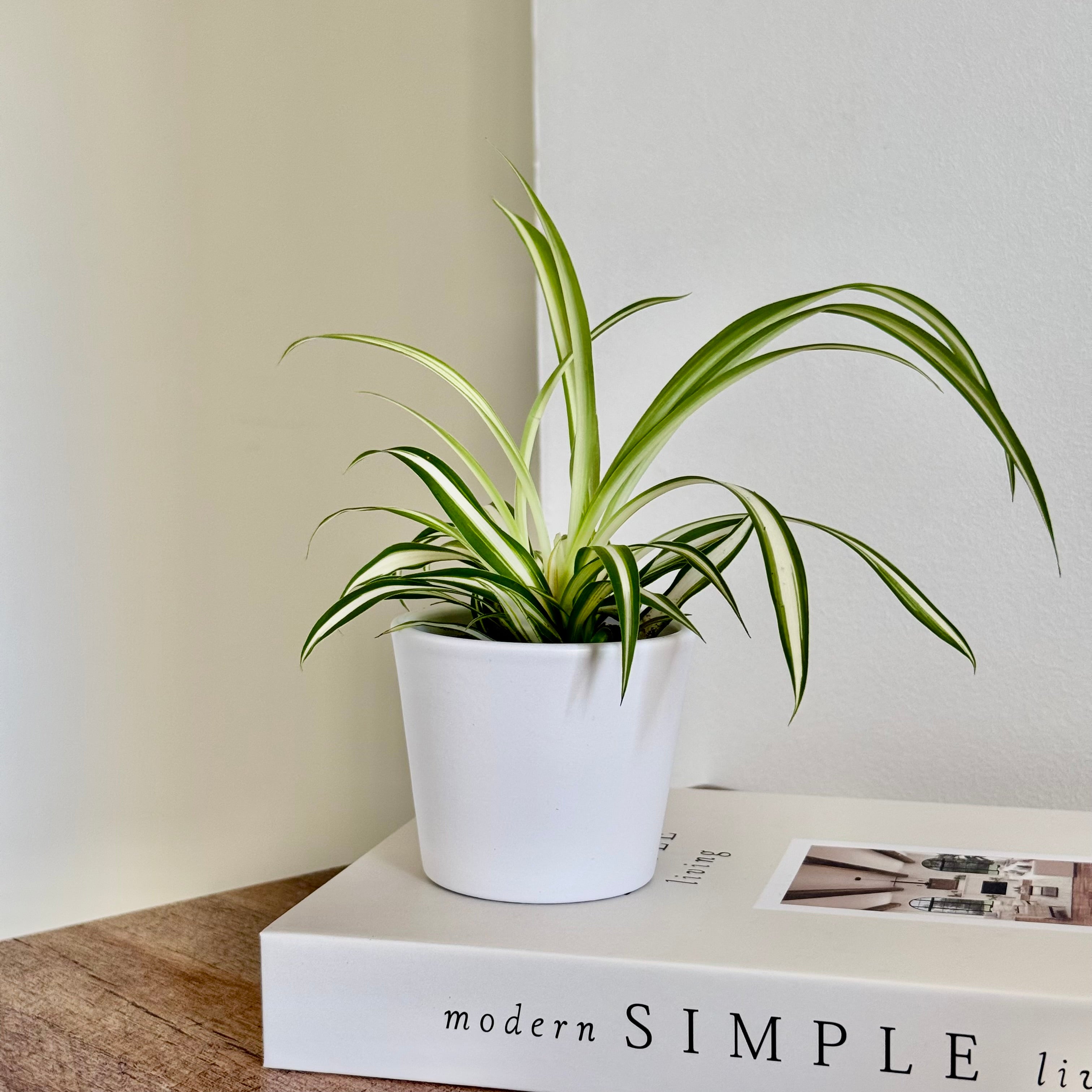Chlorophytum Corosum