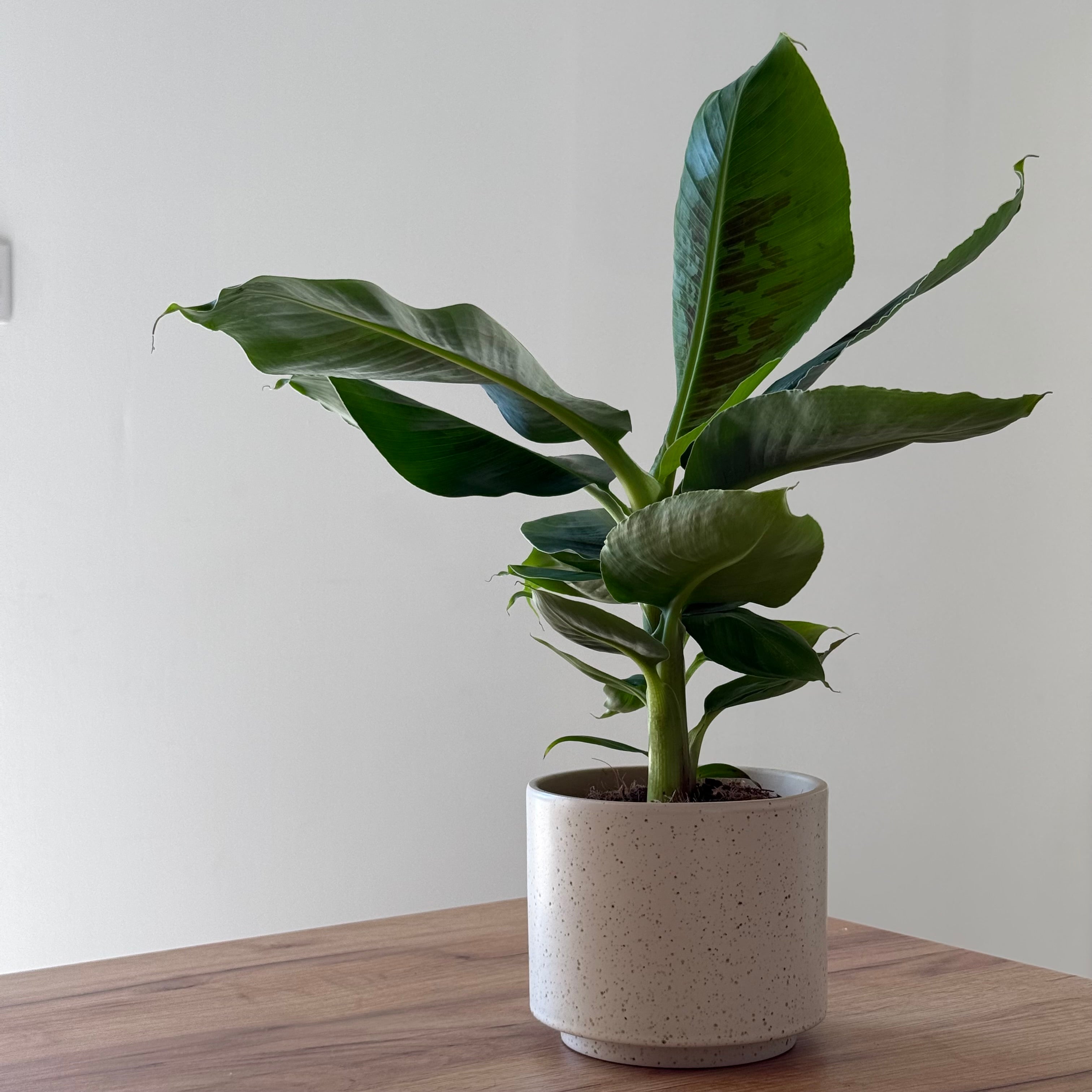 Musa Tropicana (Bananier)